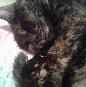 Meet your Posher, Mallory